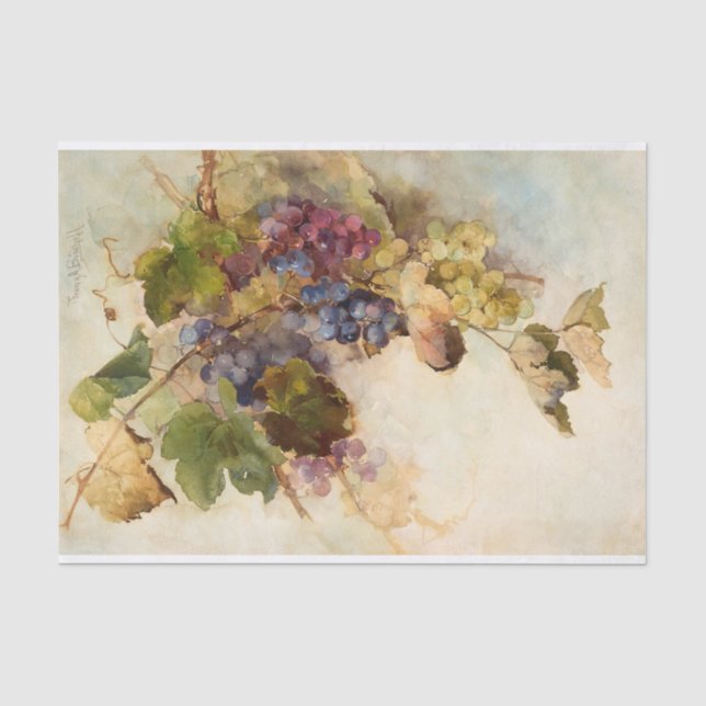 Papier Mousseline Une vigne de raisins de Franz Bischoff (Recto)