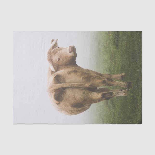 Papier Mousseline Vache blanche Taureau regardant en arrière dans un (Recto)