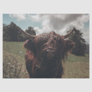 Papier Mousseline Vache écossaise de la région montagneuse noire pât