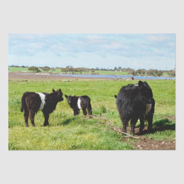 Papier Mousseline Vache Galloway, Papier Tissu (Recto)