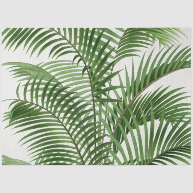 Papier Mousseline Verdure tropicale Aquarelle Palm Tree Feuilles (Recto)