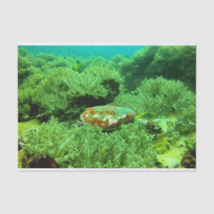 Papier Mousseline Vibrant corail et tortue de mer vert