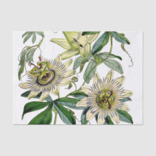 Papier Mousseline Vine vintage de la Passion
