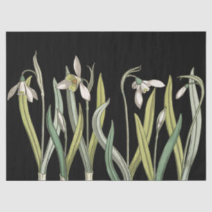 Papier Mousseline Vintage Snowdrop Fleur Black Spring