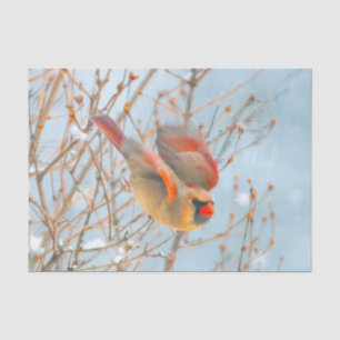 Papier Mousseline Vol Cardinal Nord - Photo originale