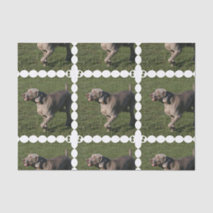 Papier Mousseline weimaraner-6