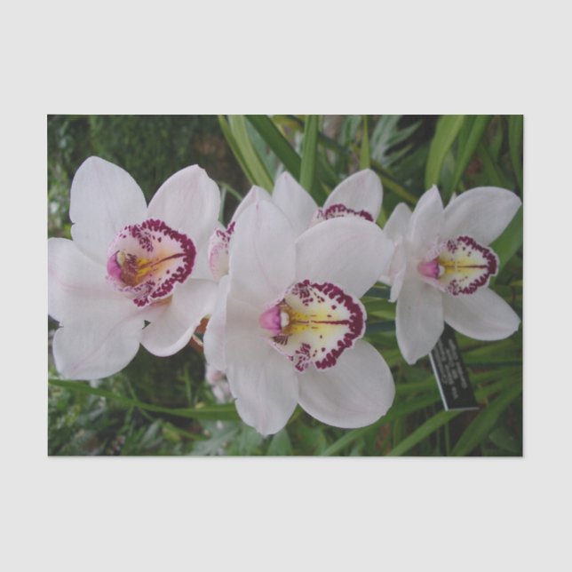 Papier Mousseline White Orchids Beautiful Tropical Flowers (Recto)