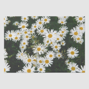 Papier Mousseline White Oxeye Daisy Meadow