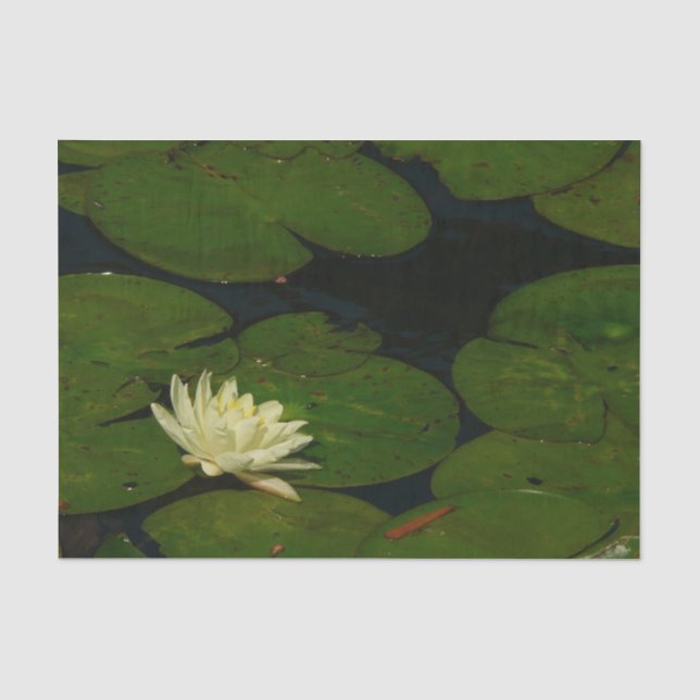 Papier Mousseline White Waterlily I Peaceful (Recto)