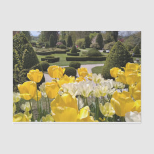 Papier Mousseline Yellow Tulips from Arboretum Volcji Potok Slovenia