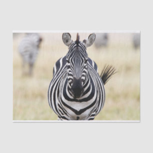 Papier Mousseline Zebra vous regarde