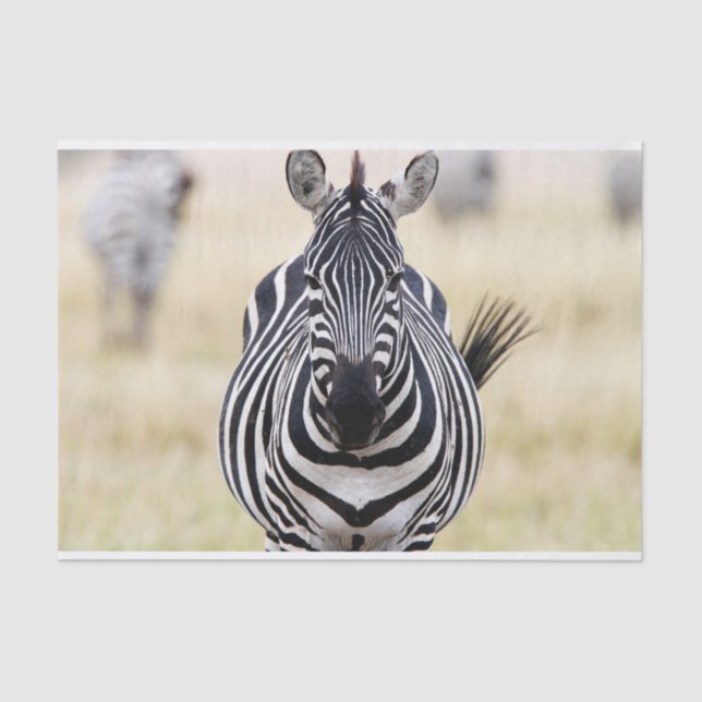 Papier Mousseline Zebra vous regarde (Recto)