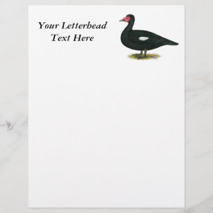 Papier Muscovy Black Drake