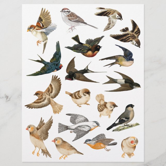 Papier Oiseaux en vol et repos coupe mousseuse (Devant)