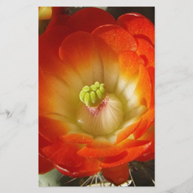 Papier Orange-Cactus (Devant)