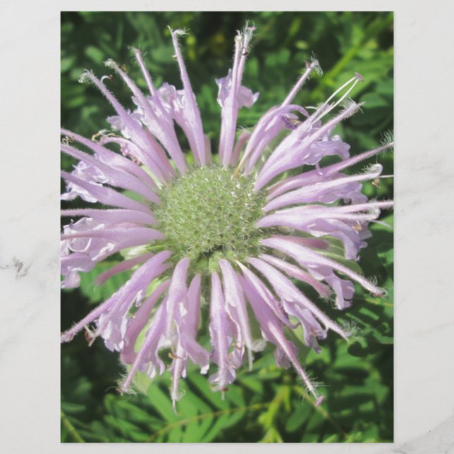 Papier Palme d'abeille violette (Devant)