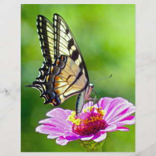 Papier Papillon de queue de tigre