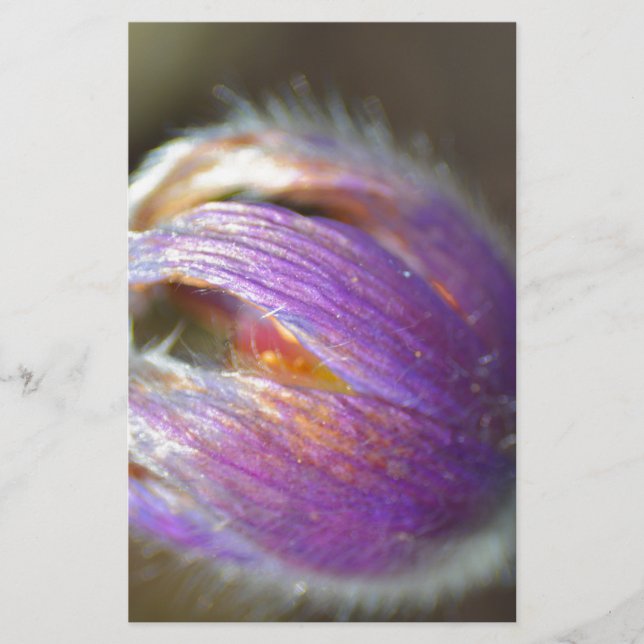 Papier Pasque Flower Bud (Devant)