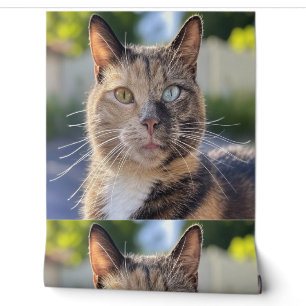 Papier Peint Ajouter une Personnaliser photo de chat