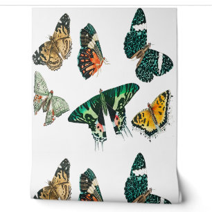 Papier Peint Collection de divers papillons