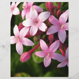 Papier Pentas