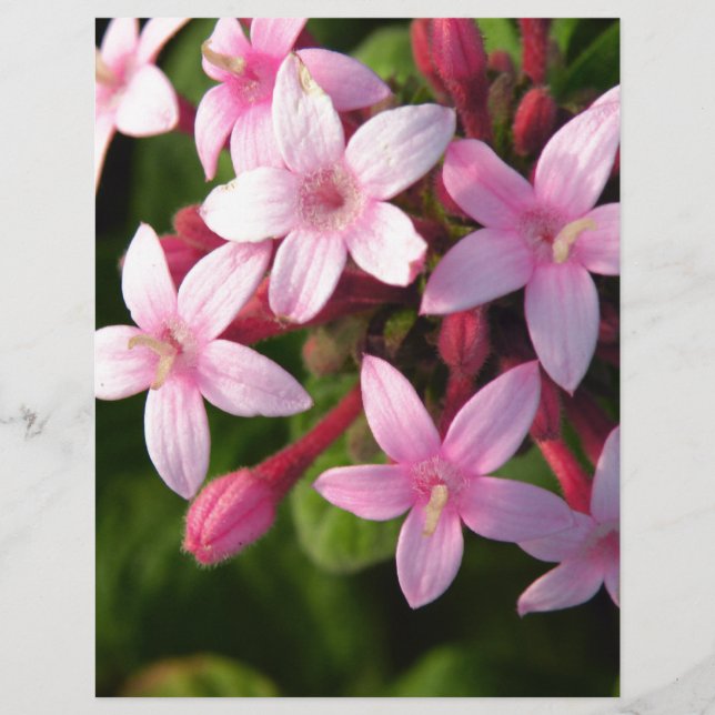 Papier Pentas (Devant)
