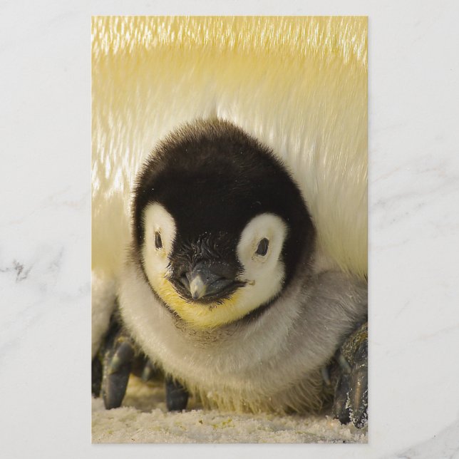 Papier Petit pingouin (Devant)