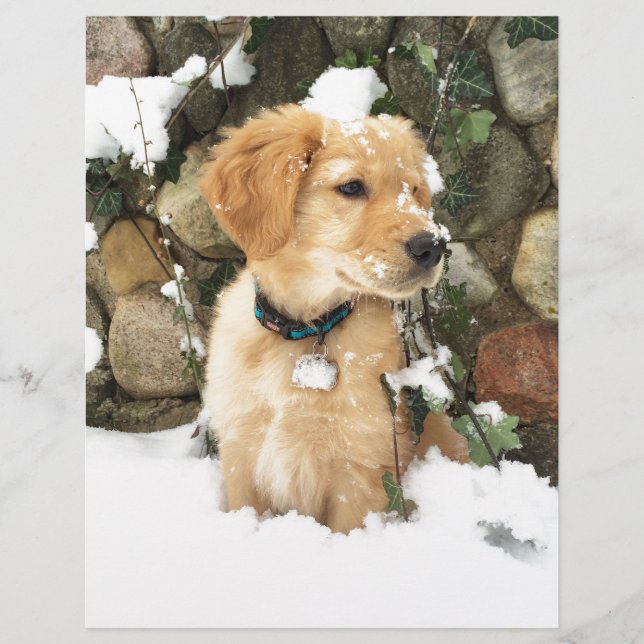 Papier Photo Cute Puppy (Devant)