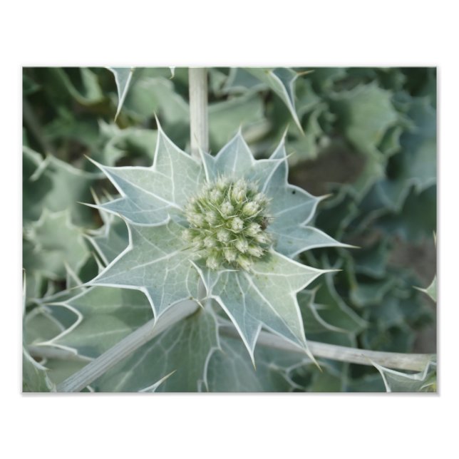 Papier photo professionnel d'été de la mer plante  (Devant)