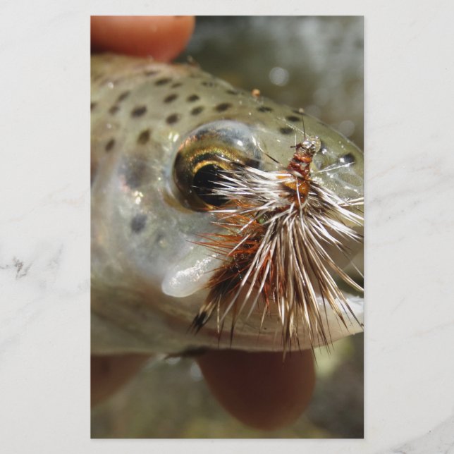 Papier Photo Rainbow Trump (Devant)