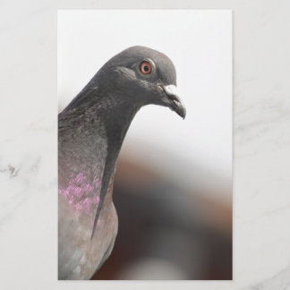 Papier Pigeon de course