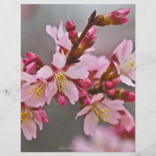 Papier Pink Against A Gray Sky Japanese Cherry Blossoms