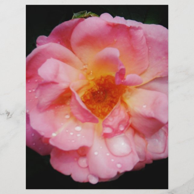Papier Pink Rose w/ Dew Drops Black Background (Devant)