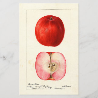Papier Pomological Water Color Shasta Variété