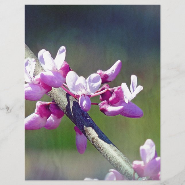 Papier RedBud (Devant)