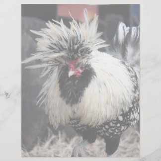 Papier Rooster polonais en crête