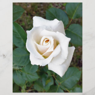 Papier rose blanche