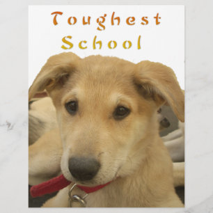 Papier Sagesse d'or : Une vision oeil de chien de l'école