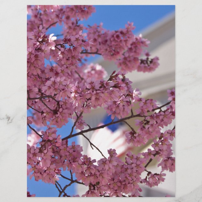 Papier Sakura Cherry Blossoms (Devant)