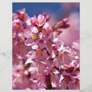 Papier Sakura Cherry Blossoms embrassés par Sunlight