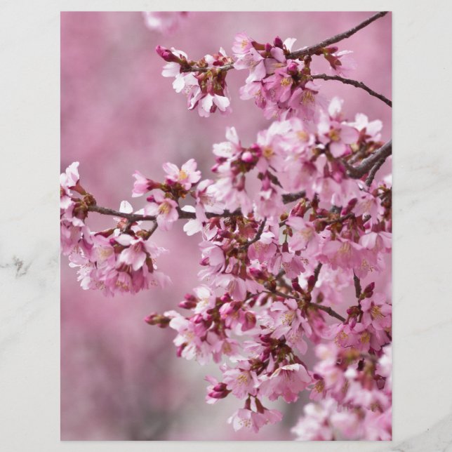 Papier Sakura Cherry Blossoms Pastel Pink Layers (Devant)