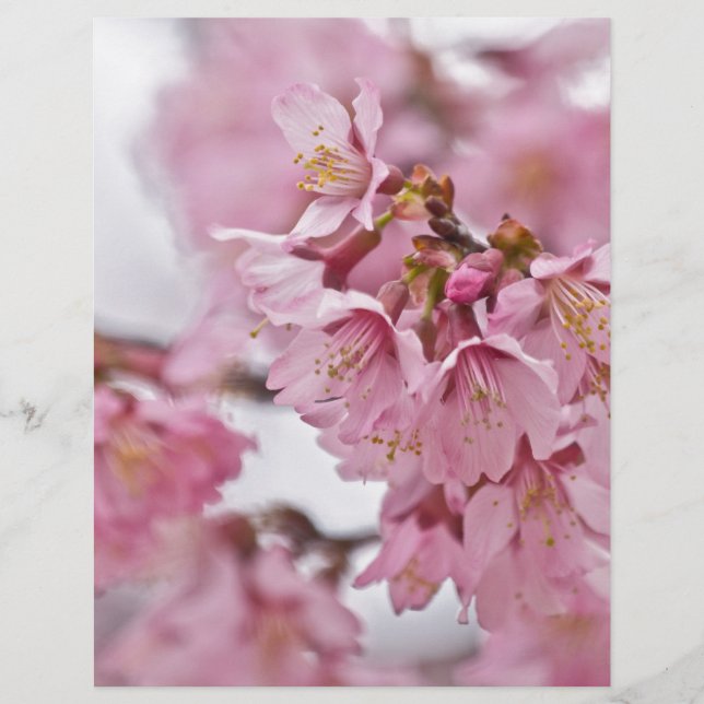 Papier Sakura Cherry Blossoms rose pâle (Devant)