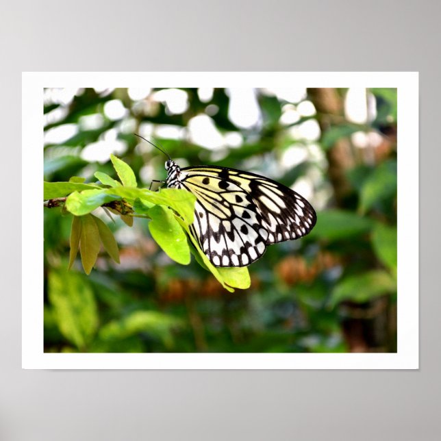 Papier-Schmetterling Poster (Vorne)