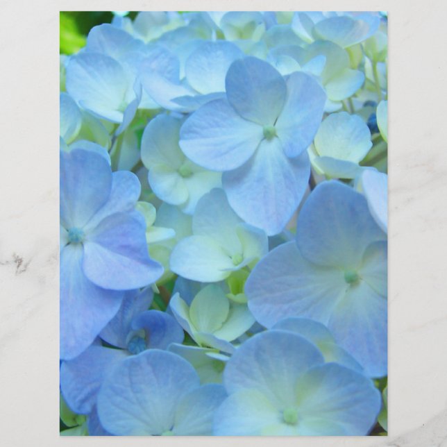 Papier scrapbooking Floral Thème Blue Hydrangeas (Devant)