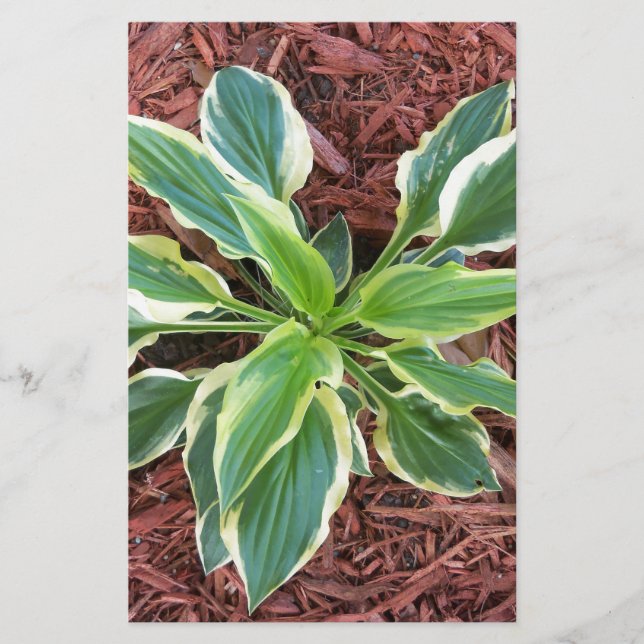 Papier Sun Hosta (Devant)