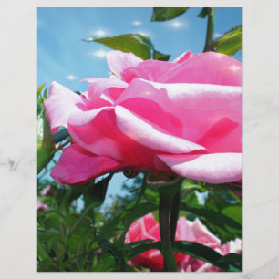 Papier Superbe rose rose dans le ciel bleu. Photographie