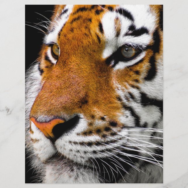 Papier Tigre (Devant)