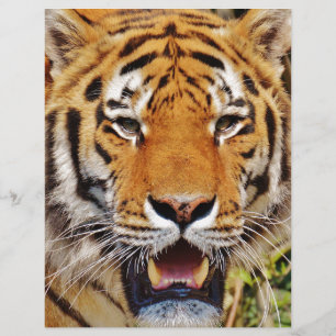 Papier Tigre