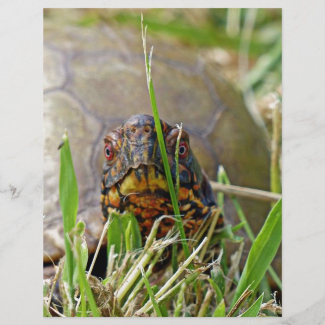 Papier Tortue (Devant)
