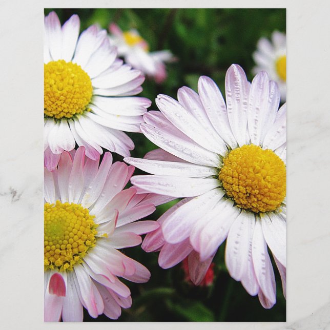 Papier Trois pâtés roses (Devant)